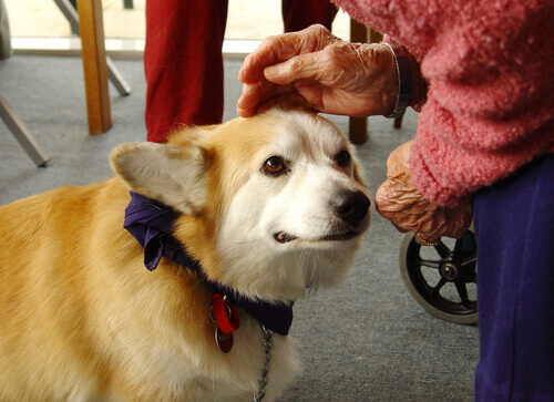 Cães que curam: a terapia canina