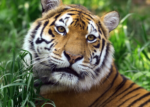 Tigre selvagem: o crescimento do século