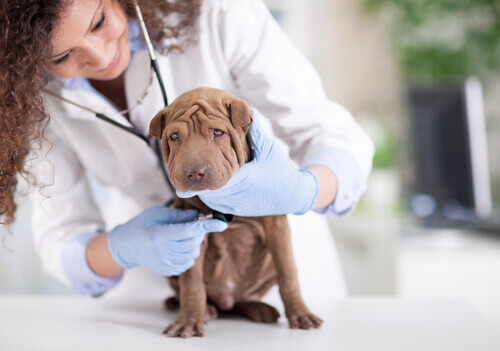 Cachorro com veterinária