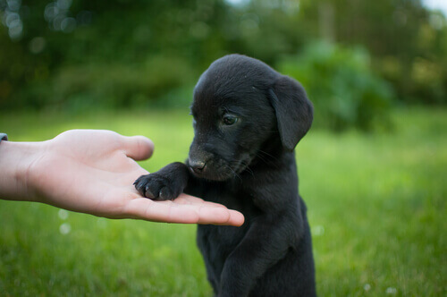 Você conhece o Black Dog Day?