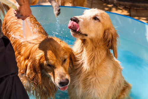 Perfumes para cães: a favor ou contra?