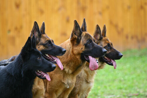 Quantos cães há no mundo?