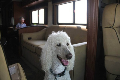 Viúva de 90 anos viaja com seu cão pelos EUA em um trailer