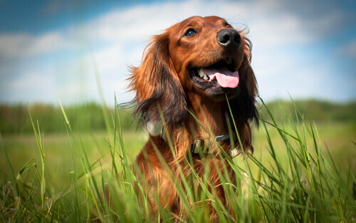 5 razões para adotar um cão e fazê-lo feliz