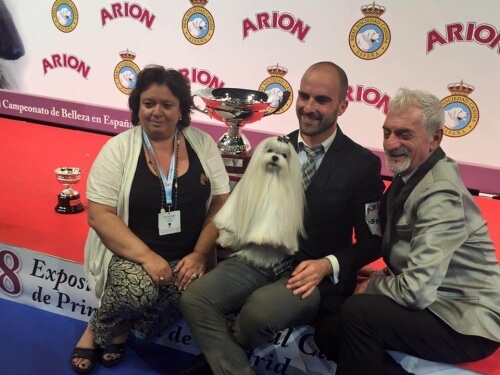 Bichon maltês ganha o concurso de melhor cão da Espanha