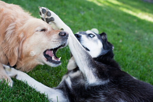 Brigas de cães, um crime atroz contra os animais