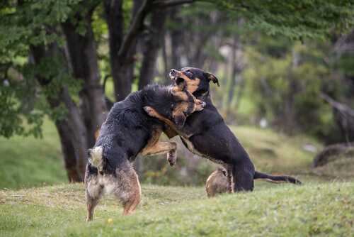 Brigas organizadas de cães, maus tratos no ring
