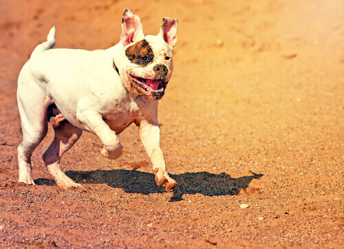 bulldog-americano-correndo