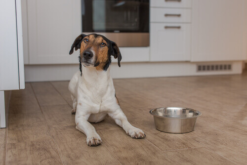 Por que o meu cão não para de pensar em comer?