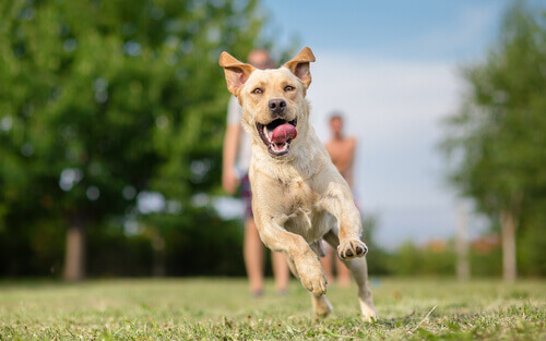 Cães, uma terapia para presidiários