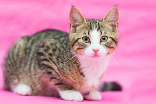 Por que esterilizar uma gata