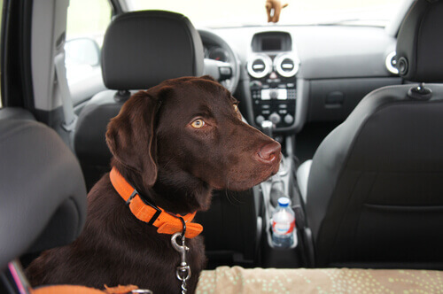 Cinto de segurança no carro: seu cão também deve usar