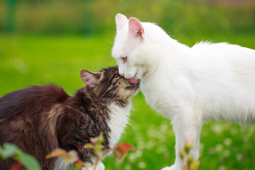 Como funciona o cio da gata?
