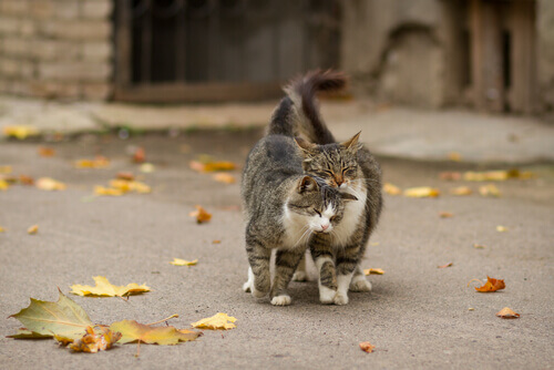 Como os gatos marcam território em uma casa?