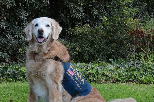 Nos despedimos do último cão de resgate de 11 de setembro