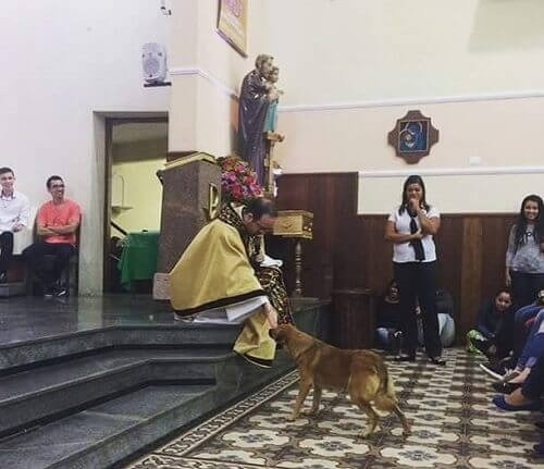 Cão de rua entra em uma igreja e recebe a bênção do padre