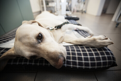 recuperação de um cão depois de uma cirurgia pode ser complicada