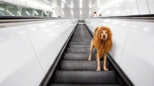 O "cão-leão" fica famoso na Internet