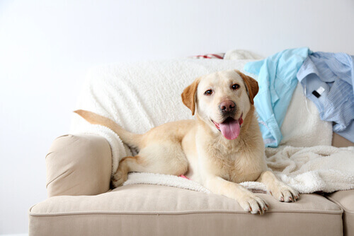 É bom deixar o cão subir no sofá?