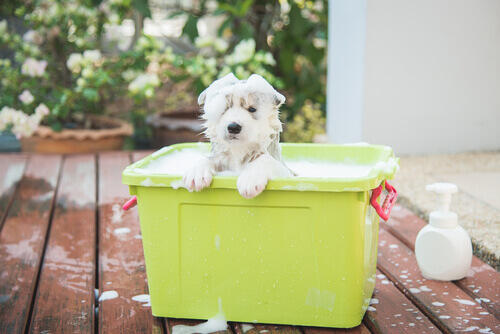 Como escolher o xampu mais adequado para meu cão