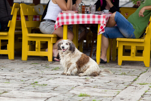 Não sem ele! Como fazer planos que incluam nosso cão?
