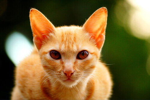 Por que os gatos de cor laranja costumam ser machos?
