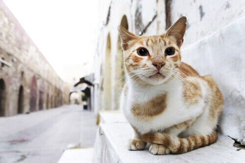 Sabia que os gatos se perdem mais que os cães?