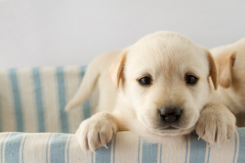 Você sabe por que o imprinting é importante na vida de seu cão?