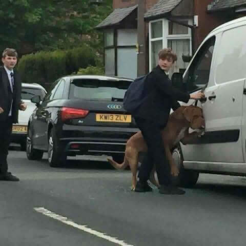 Bradley, o jovem que salvou um cão de morrer enforcado por sua própria correia