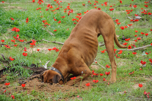 O que fazer se meu cão cava a terra do jardim?