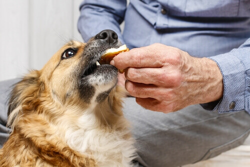 Misturar alimentos pode matar o seu cão