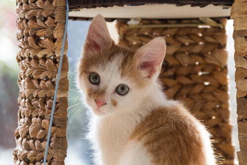 gatos marcam território