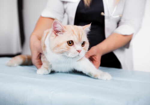 Cuidado com as práticas veterinárias inadequadas!