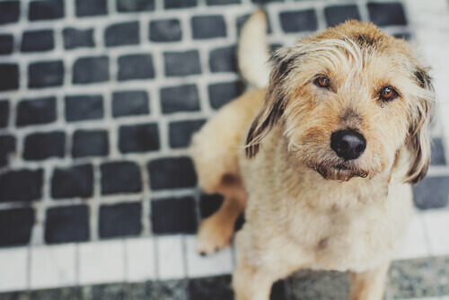 Como prevenir a gripe no cão