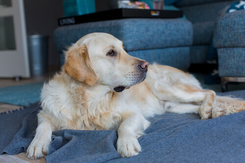 A reprodução dos cães