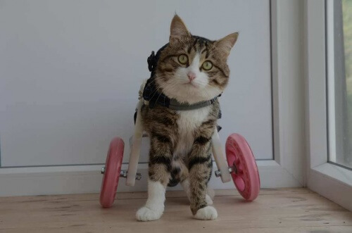 Rexie, o gatinho que usa cadeira de rodas