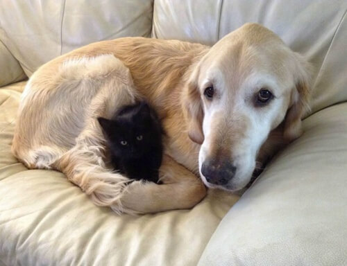 Fosberg, o cão que perdeu seu amigo gato, mas que encontrou um novo companheiro