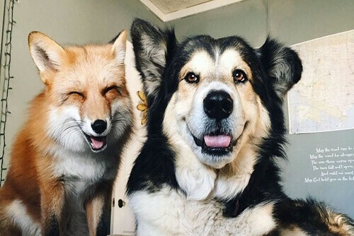 Juniper e Moose, a raposa e o cão que agora são amigos
