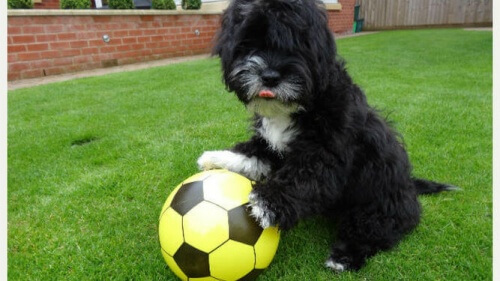 Ronaldog, o cão jogador de futebol