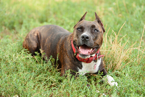 Staffordshire-bull-terrier-cãess-agressivos
