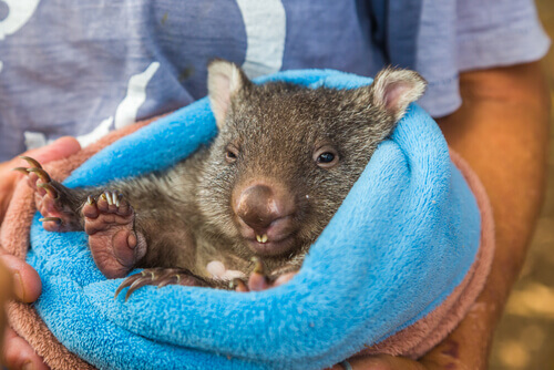 Vombate australiana morre de depressão