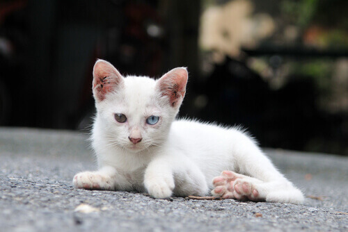 Abandono de animais, um problema que ocorre o ano todo