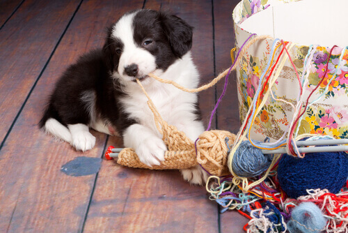 7 acidentes domésticos que podem ser perigosos para um cachorro