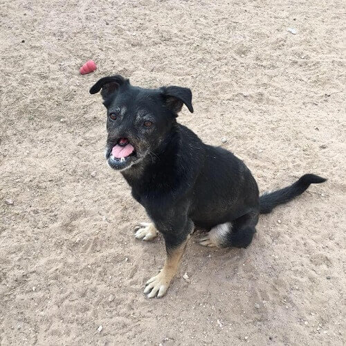 Anubis, o cão que percorreu 11 mil quilômetros para encontrar um lar