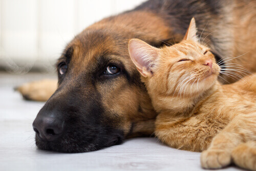 Argentina, o país com maior número de animais de estimação por habitante