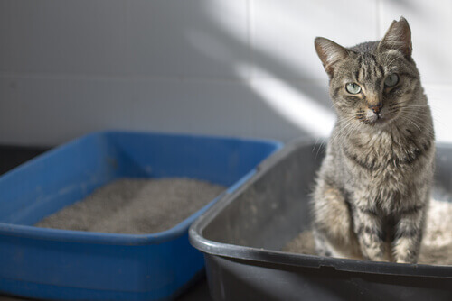 4 passos para o bom uso da bandeja higiênica dos gatos