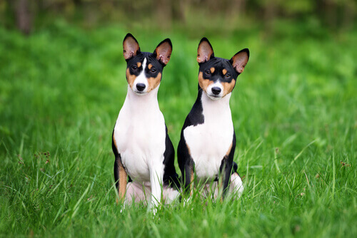 basenji-o-cao-que-nao-late-2