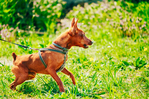 A dor torna o cão agressivo