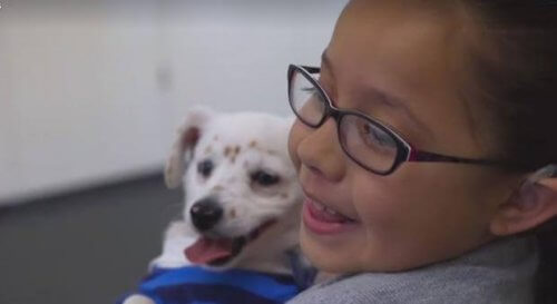 cães-que-entendem-a-língua-dos-sinais