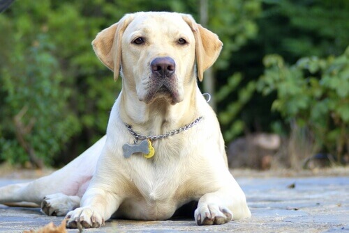 Um cão cuidou de um adolescente mexicano perdido por dois dias na serra